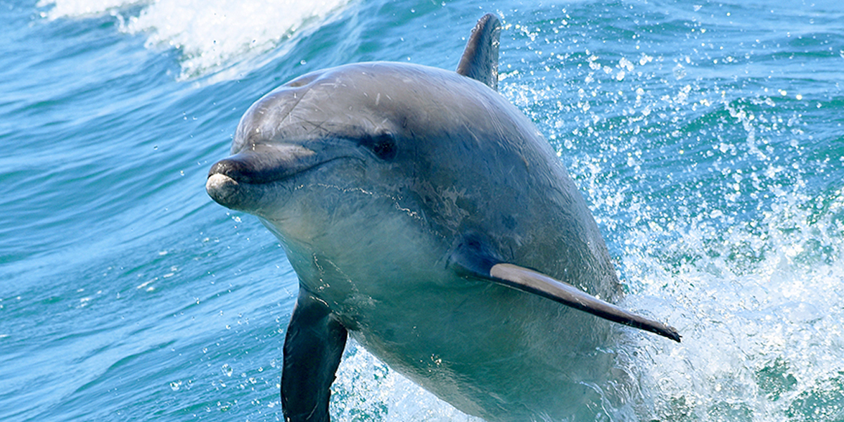 南島原「イルカウォッチング」