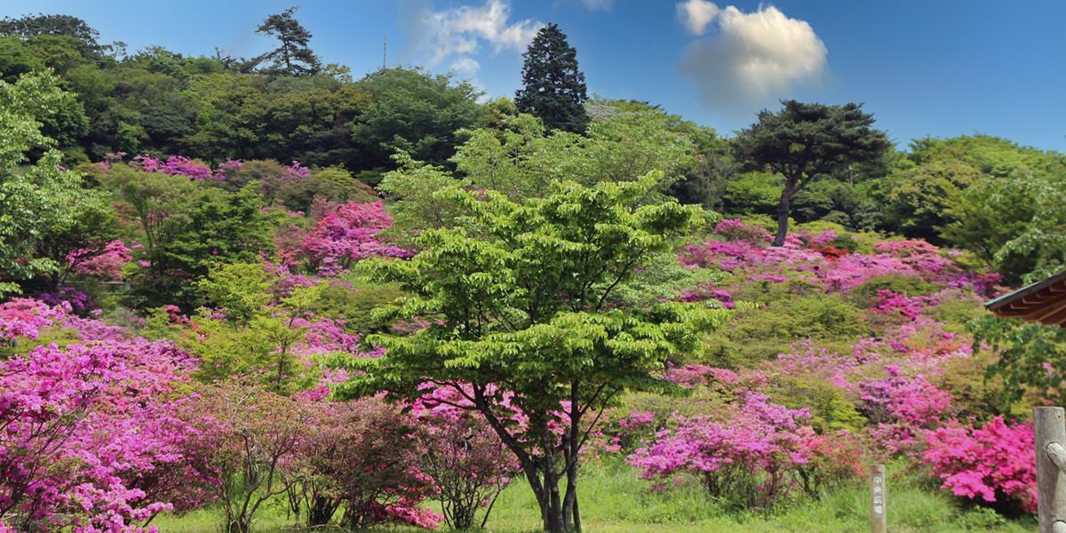 宝原つつじ園