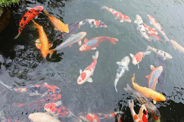 予約確認・キャンセル|島原ステーションホテル花みずき