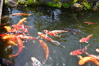 鯉の泳ぐまち