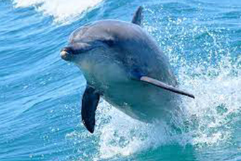 南島原イルカウォッチング